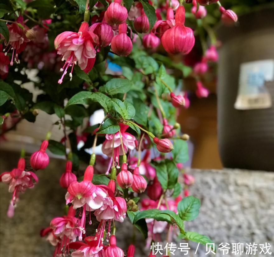 常春藤|9种流行“网红花”，挂起来更漂亮，串串花墙，垂下2米长