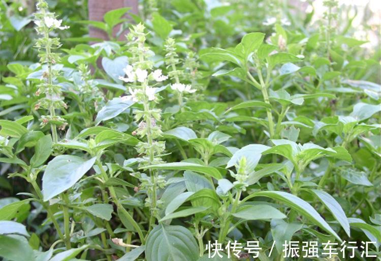 花语|此花芳香四溢,花序层叠如塔,有“九层塔”之称,寓意为协助