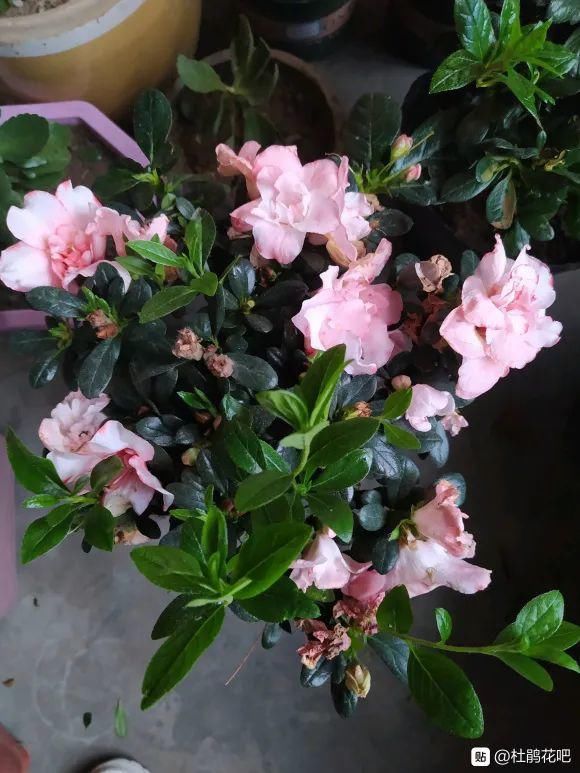 3种花春天别乱剪，乱剪不开花，影响一整年！