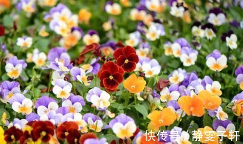 凤凰花|4种花一养就上瘾,花色美丽,开花勤快,花多易爆盆
