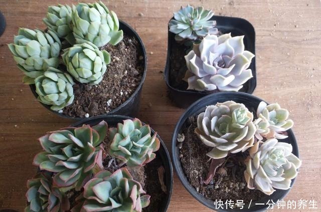 多肉|养多肉常犯的3个坏习惯,及时改掉,多肉好看又好养!