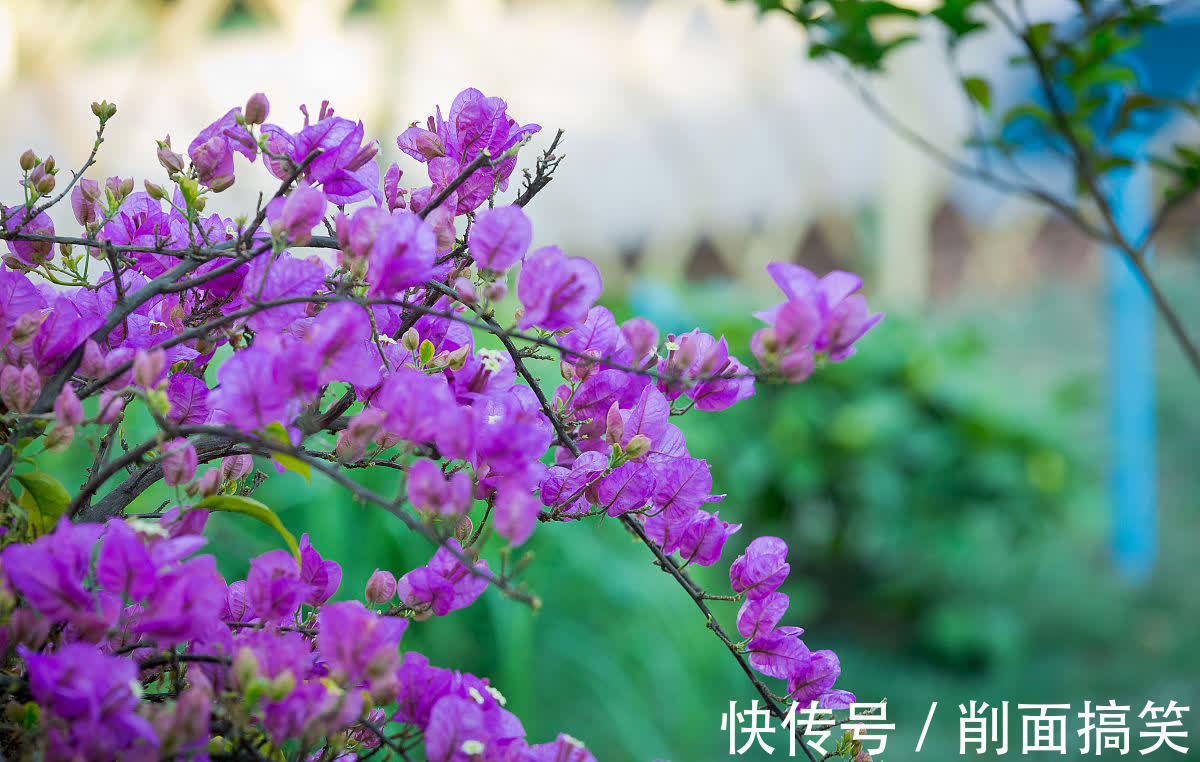 容姐|初秋三角梅还不开花,做好这四点,开成大花球也不难