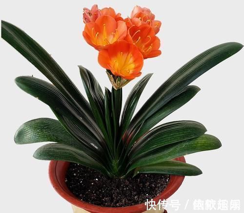 腐殖土|养君子兰几十年,始终就用一种土两种肥,实践出真知