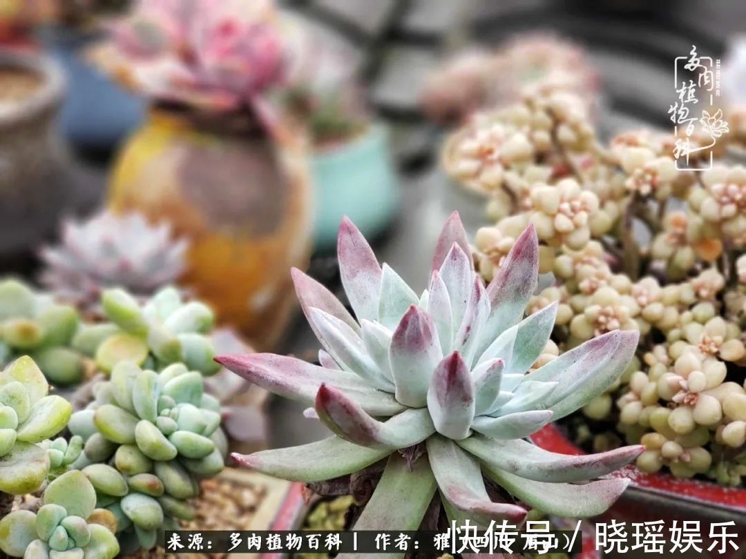 万圣节|养多肉六年,从痴迷到佛系,世事漫随流水,唯有喜爱永恒!