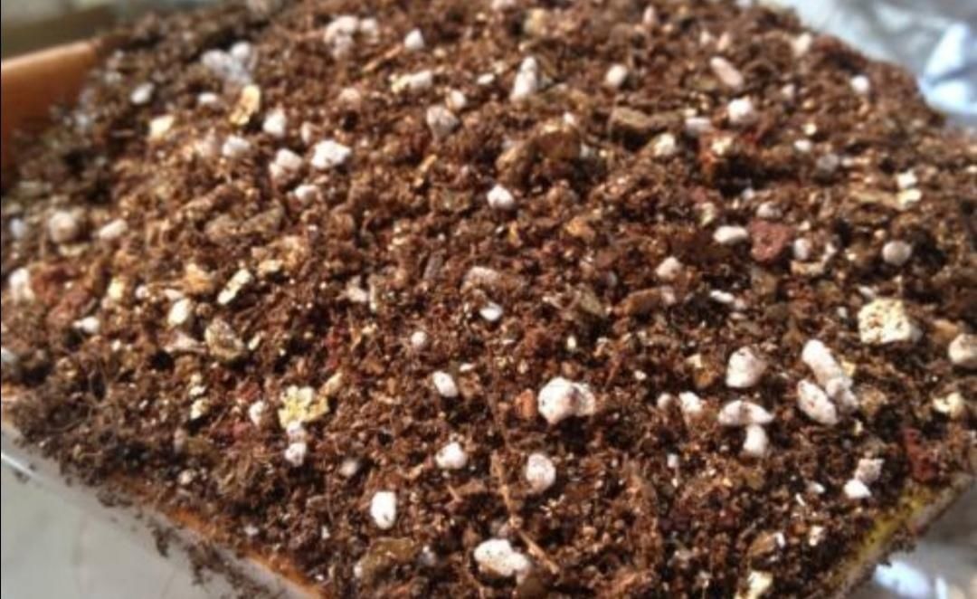 材料|旧花土不要扔,简单处理,掺上几种料,又成很好的“营养土”