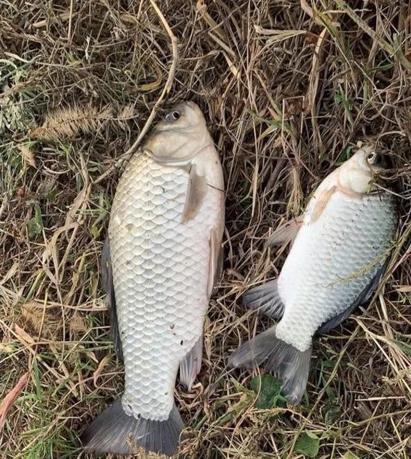 实用|不管温度有多低,只要学会这几个实用技巧,照样钓得盆满钵满