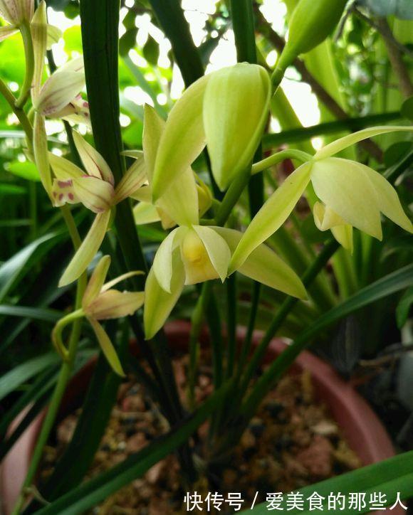 兰花养护有技巧,不是胡乱捣鼓就能养得很好