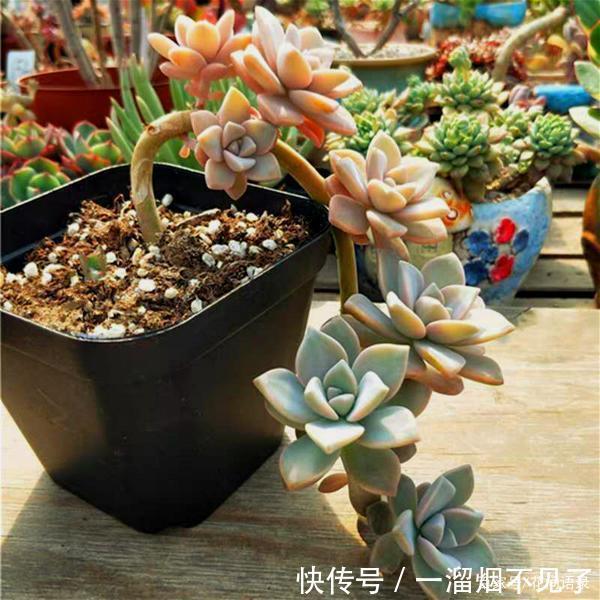 名字很美的多肉,一听名字就知道颜值高,好看又好养才是关键