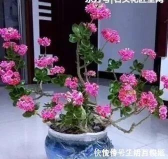 养花|2种“便宜花”,用1招养成“老桩”,美死了,给“1万”都不卖