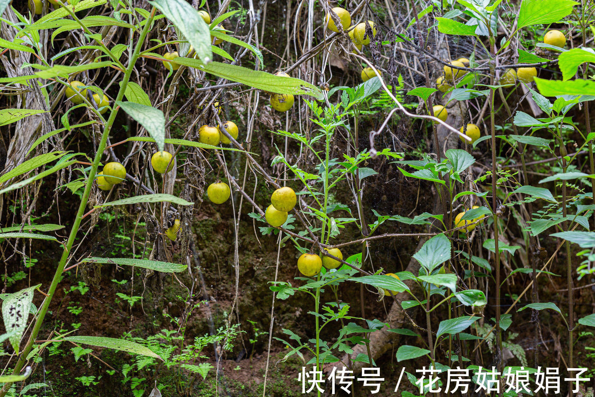施肥|很好辨认的1种藤本植物,别轻易触碰,却是制作盆景的优良素材