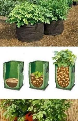 植物|没地种花种菜,没时间浇水几个塑料瓶就能解决,DIY变废为宝