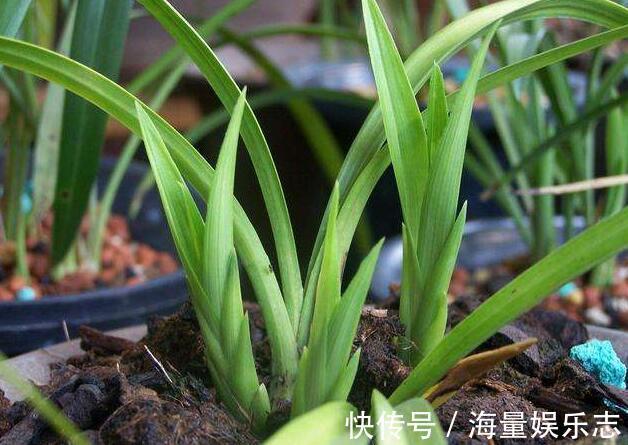 施肥|秋季兰花怎么养发芽快严格把控4个方面,新芽蹭蹭冒,花开爆盆