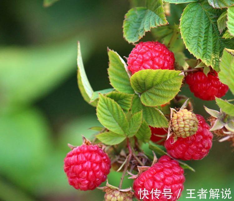 秋天|适合女性吃的三种食物,补充营养,软化血管,越来越年轻