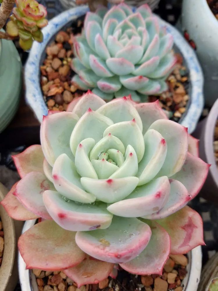 养肉三年，分享养肉经验，谈谈适合逆开挂区的多肉！