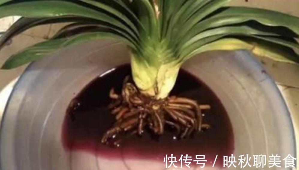 有机肥|君子兰烂根不要扔,用这种方法处理,一个月长满新根