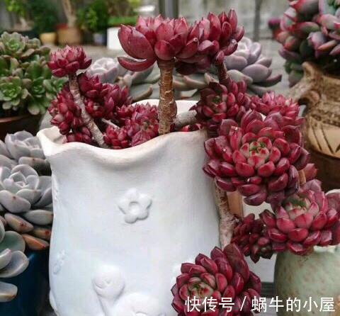 歪头|养的多肉总歪头，都是4个原因引起的，动动小手就能改善