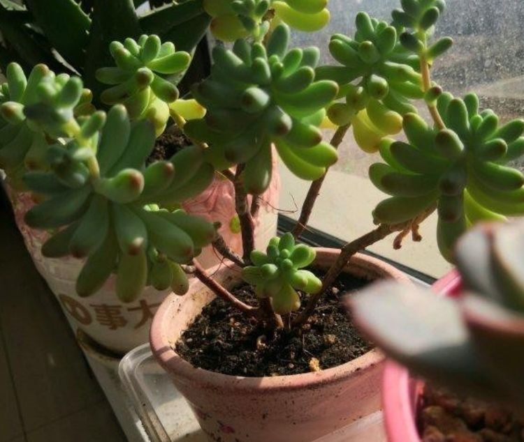 多肉长气生根其实是在释放“信号”,你读懂了吗?