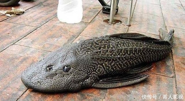 完全不需要技术也能钓到的三种鱼,钓到这些鱼别再向人炫耀了