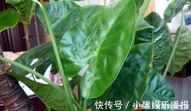 含羞草碱|这几种花室内不能养，家里有的尽快搬走，别拿安全开玩笑！