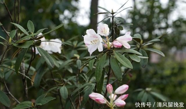 上海植物园猴头杜鹃初绽娇颜