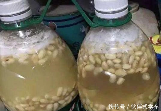 王大伯养花不施肥，反而给花吃“农作物”吃完植株蹭蹭长！