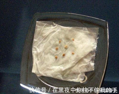 餐巾纸|家里常用的卫生纸,拿来养花原来有这奇效,大白根窜的止不住
