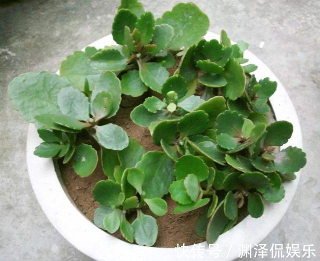 蟹爪兰|2种花，现在快扦插，冬天就开花，天寒地冻赏''春色''