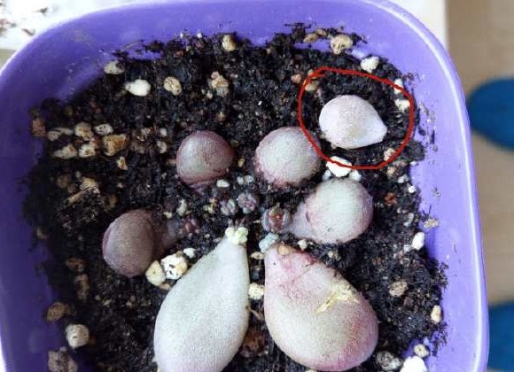 一棵小桃蛋的成长记,即使之然一身也不放弃生长,萌新萌化了