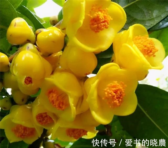 这款“金色”茶花,被誉为植物大熊猫,营养丰富,观赏食用皆宜!
