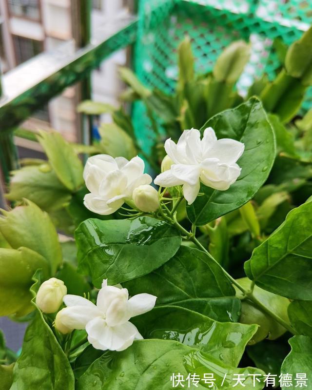 茉莉花|茉莉花释放“三信号”，果断剪一剪，花苞咕噜冒，一次绽放上百朵