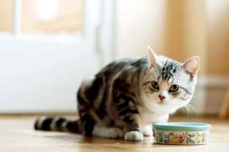 猫食欲不振拉肚子