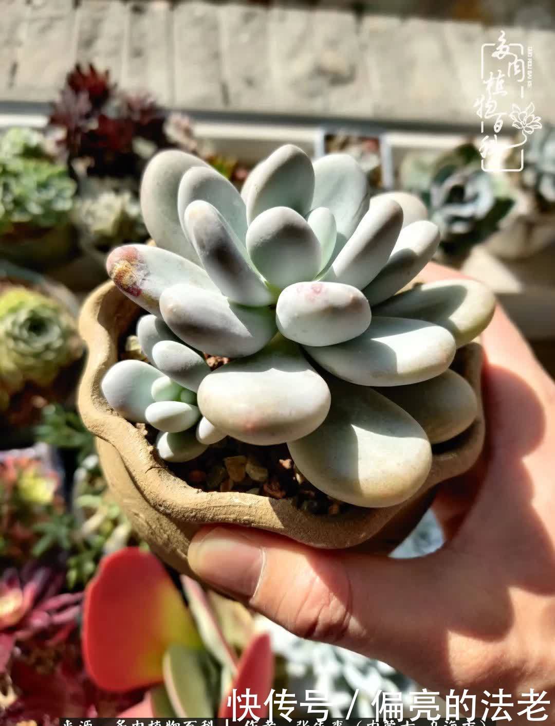 吸取教训，不断探索，英语老师的多肉碎碎念！