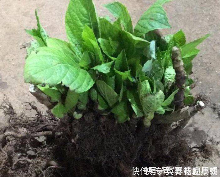 茉莉花|喜欢逛花市,碰到5种老桩不要买,开花少难养活,影响心情浪费钱