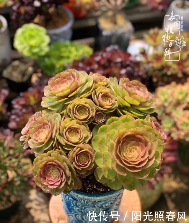 多肉法师欣赏在最美法师季,法师丛中一定住着小天使!