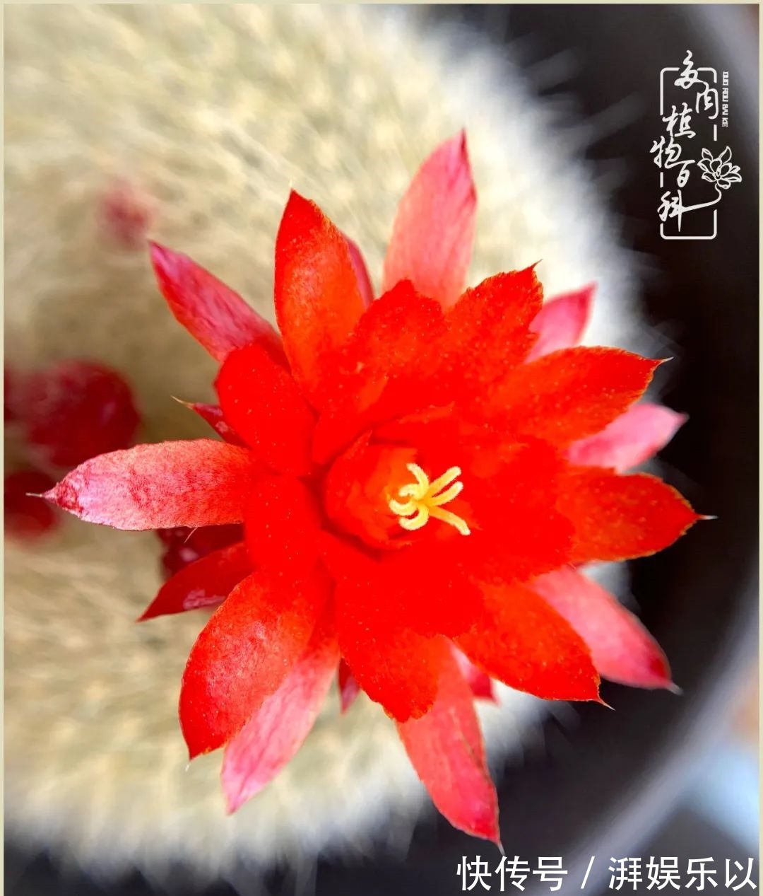 遇见即美,花事未荼蘼!种一桌子多肉,看花开花落!