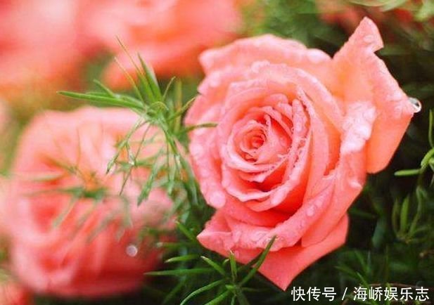 花盆中撒一把,不管多焉多难养的花,都会新芽猛长,花开爆盆