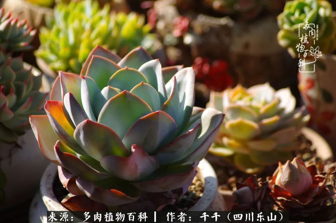 夏天日晒雨淋,秋老虎来势汹汹,你的多肉准备好逆袭了吗