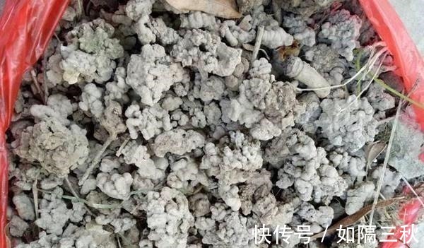 家庭养花,土从哪里来3个方法,不花一分钱,就能自制营养土了!