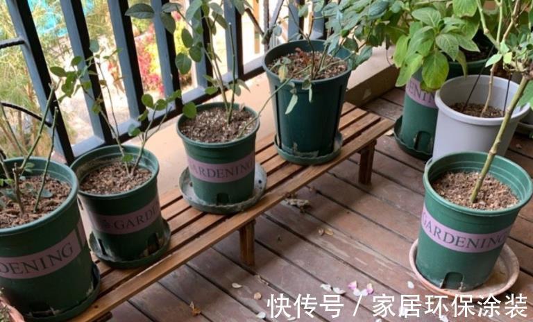 有机质|喜欢吃嫩玉米,喜欢养花,就拿玉米芯养花吧!自制肥超省钱