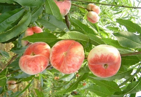 淡斑|女人45岁以后，开始冒皱纹，常吃以下三种水果，淡斑去皱、抗衰老