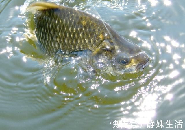 黑坑钓鱼心得分享，不想空手而归，推荐钓友看完收藏