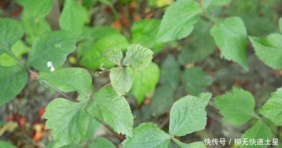 吃法|夏季挖野菜，送你64种野菜图片大全，教你认识不同的野菜和吃法！