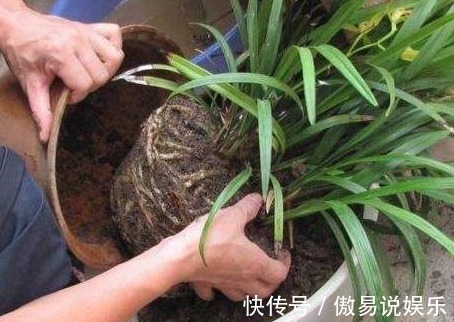 土壤|养花达人透露5种花别买！内藏“猫腻”，老板不会告诉你