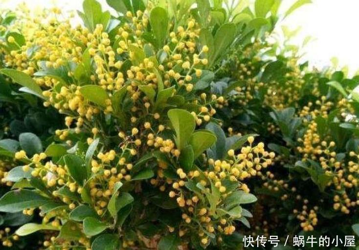 聪明人都养4种花，个个美出状态，花朵迷人，阵阵花香