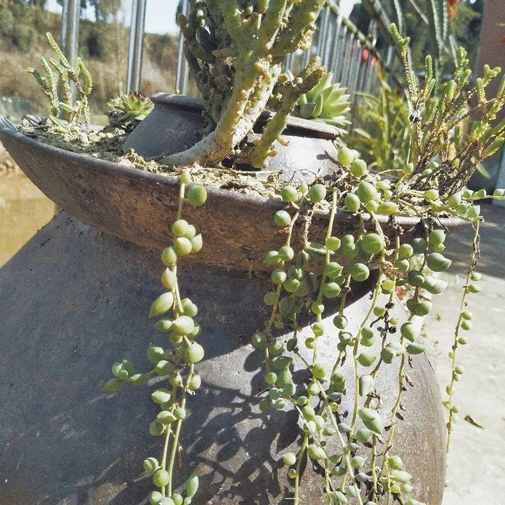 他用菜坛子种多肉，1分不花，呼呼长成“大米饭”！