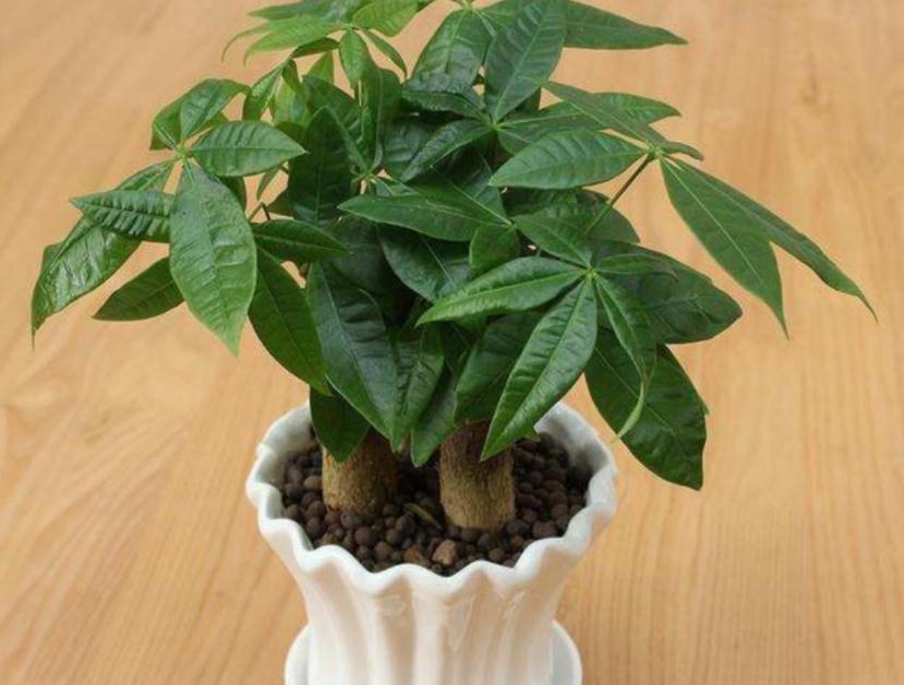 值得室内盆栽的4款植物,于风水有益,还好养又漂亮