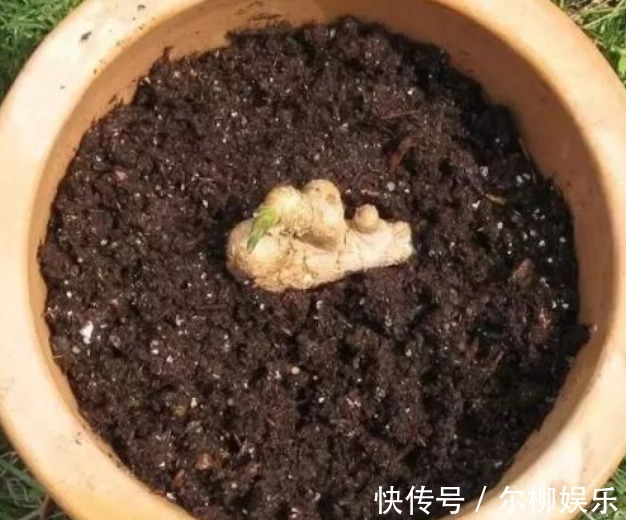 生姜放几天就变干瘪教你4种方法,放半年还像刚挖出来一样新鲜