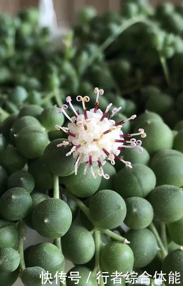 一方阳台,一方多肉,我的生活和姿态!一方阳台,一方多肉,我的生活和姿态!