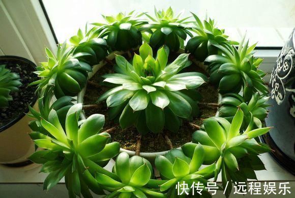 多肉撸光叶子，呼呼冒出10个头，越虐长得越旺