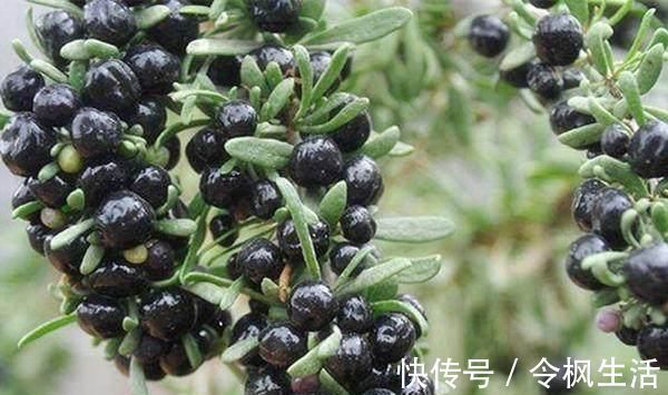 葛根|女人到了40岁老的快 这几种碱性食物要多吃, 越吃越显年轻!